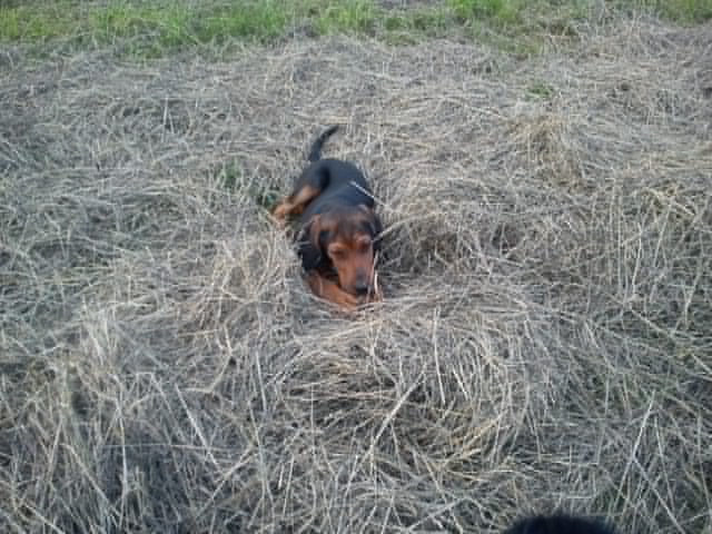 Wibrys