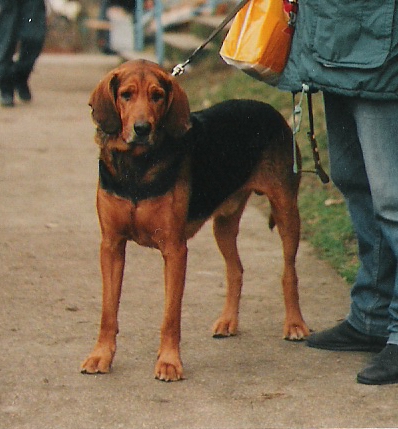 Huzar Chojar.jpg