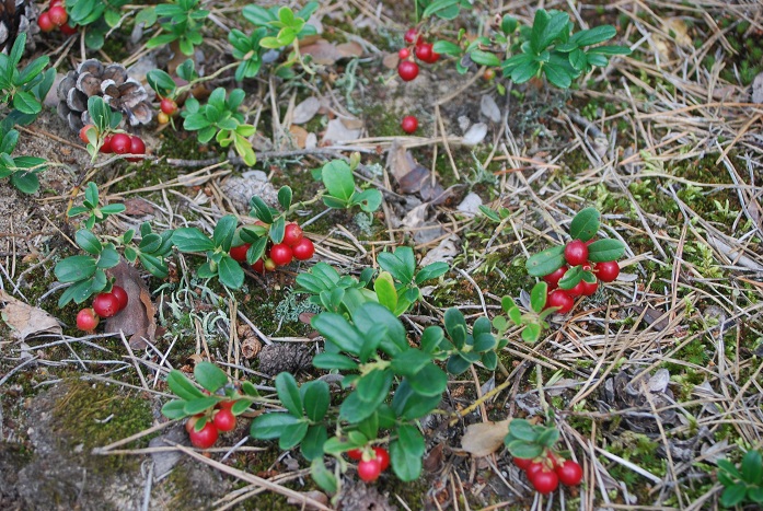 DSC_0988.JPG