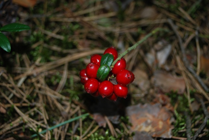 DSC_0989.JPG