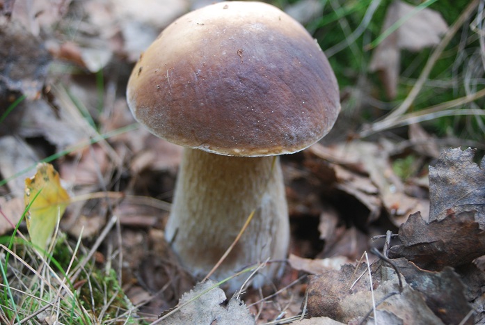DSC_0998.JPG