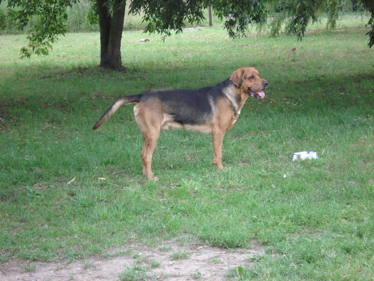 Oto niespodzianka a mianowicie ESTRAGON Poszły w Las domowo Eliot