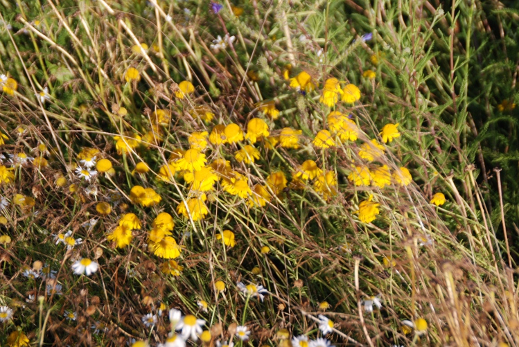DSC_0031.JPG