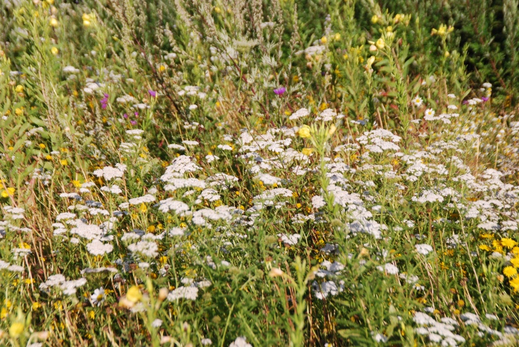 DSC_0027.JPG
