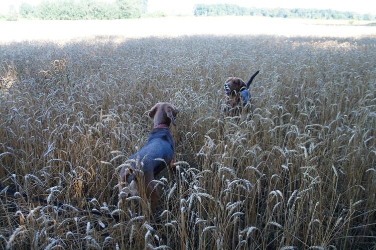 Buszujący w zbożu - Czata i Ares