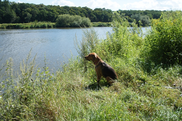 Czata