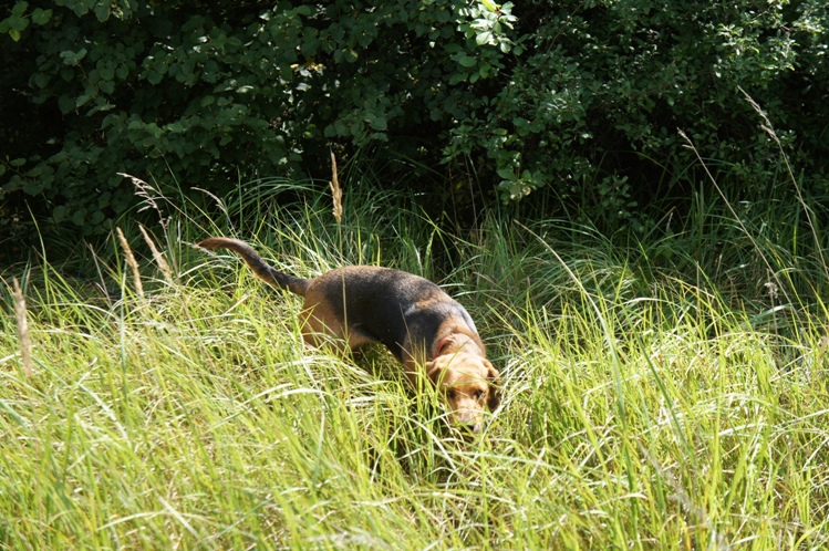 Czata