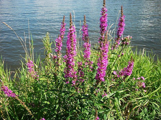 DSCF6526.JPG