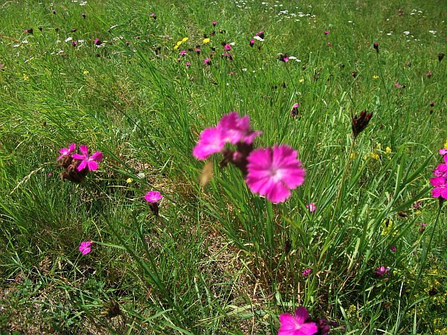 DSCF6548.JPG