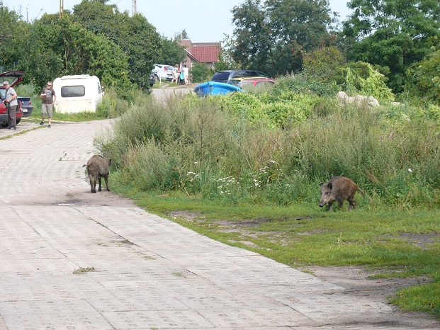 Gdzieśmy to nie byli! Niedźwiedzie, wilcy i dziki na ulicach.