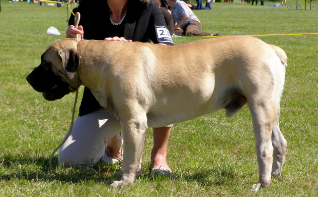 boerboel