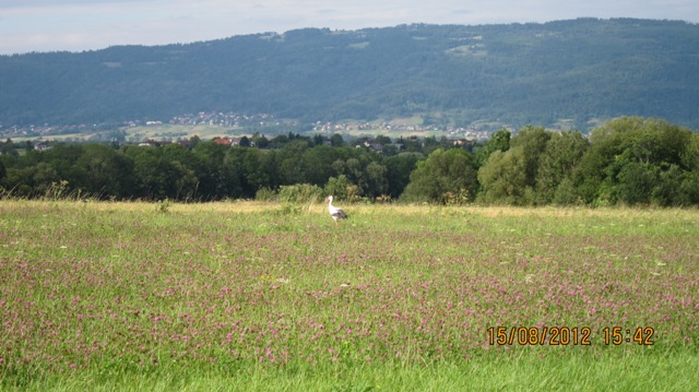 jest i bociuś