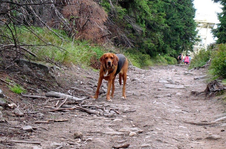 Coda