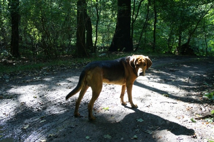 Ares