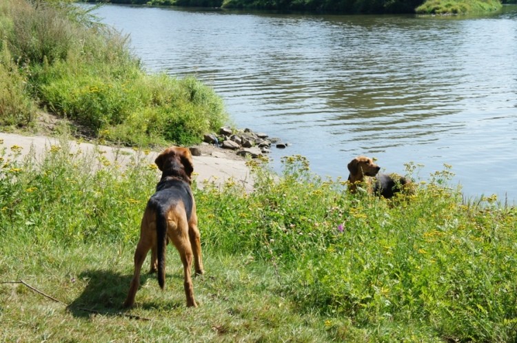 Lubię kąpiele, do których zachęcam Aresa