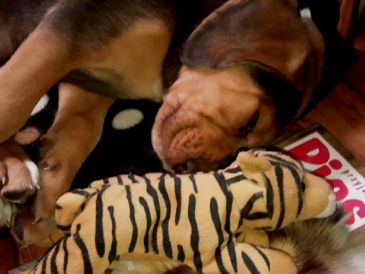 Suseł 1.jpg