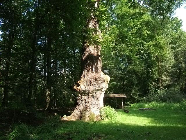 Stary szypułkowy dąb, zabytek przyrody.