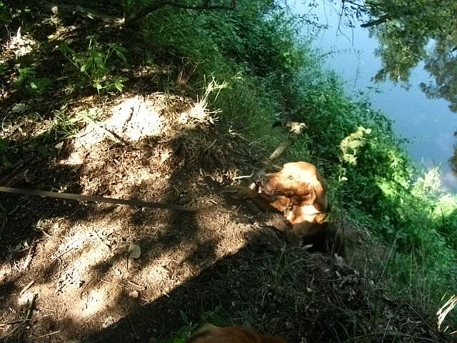 Czata skoczyła z wysokiego urwiska i pobiegła nad brzeg, a potem to miała trudności z wydostaniem się.