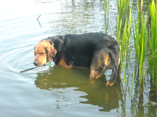 Balt z pełnym poświęceniem sprawdzał na każdej plaży czy woda nadaje się do picia przez gości.