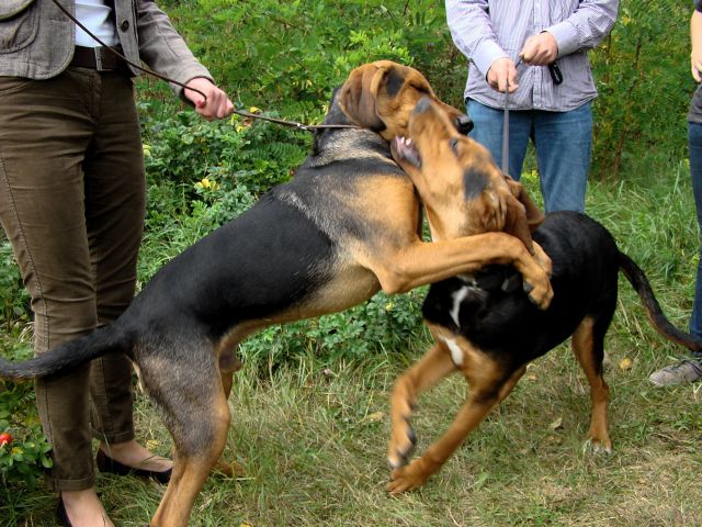 Opiekun i Wrzos - zrelaksujmy się i damy radę!!!?