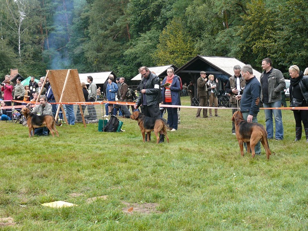 Championy psów.