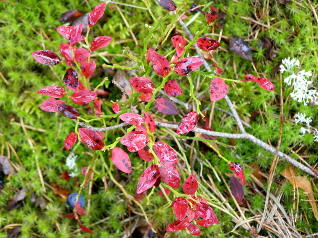 P9060470-001.JPG