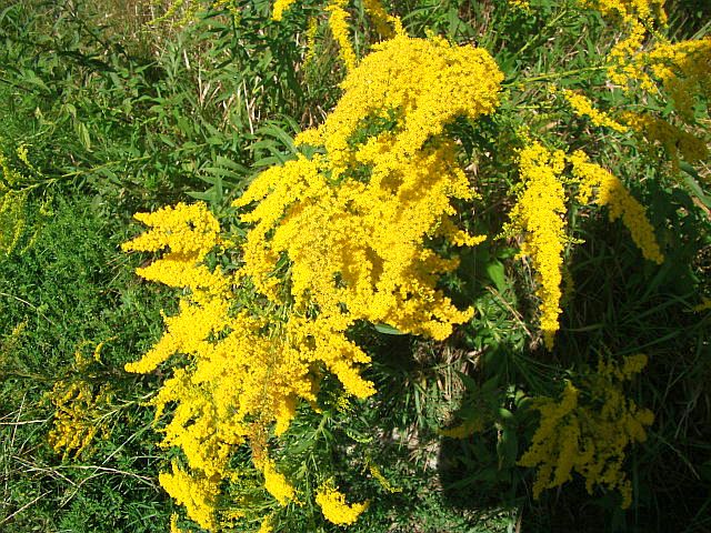 DSCF6579.JPG