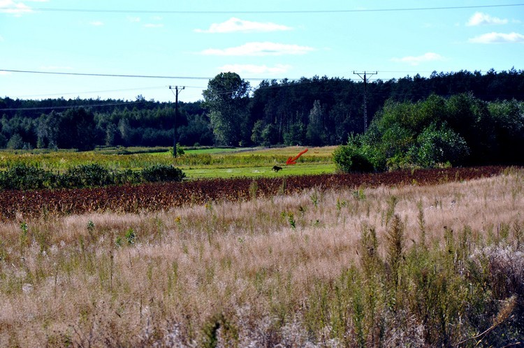 DSC_0932.jpg
