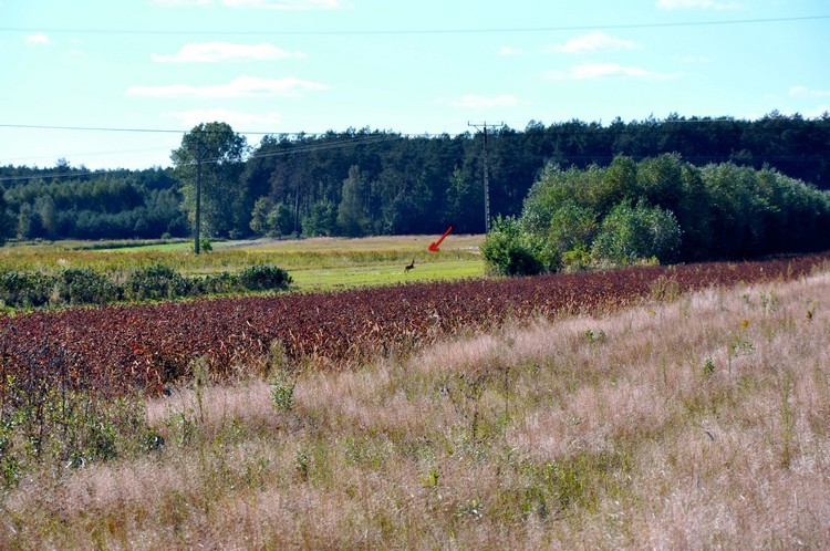 DSC_0931.jpg