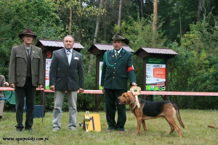 Najlepszy pies wystawy klubowej