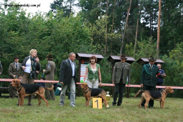 Najlepszy Ogar wystawy klubowej