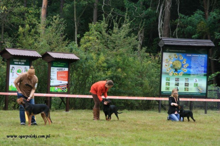 Najlepsze Baby wystawy klubowej