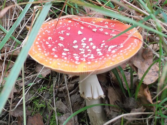 DSCF0496.JPG