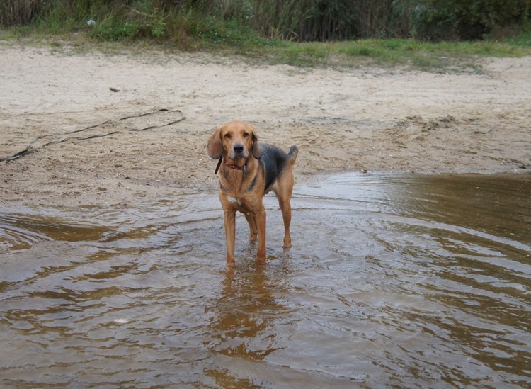 Chodźmy lepiej do wody