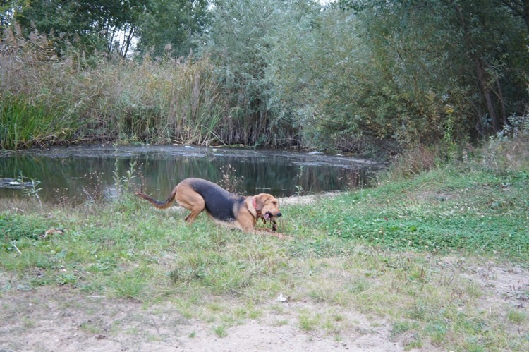 Czata, zostaw tego kija