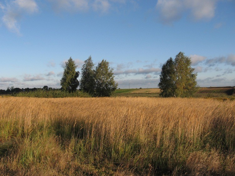 nasze trawy