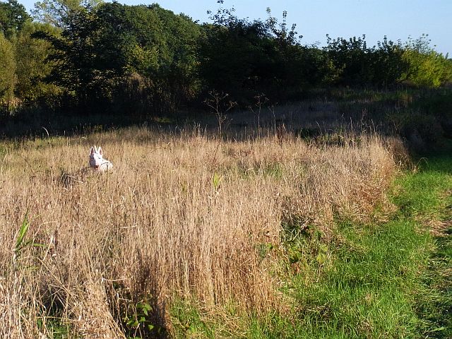 Szaleństwo w trawach