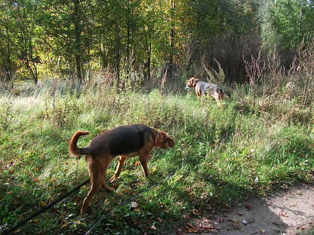 …..wywoływała jakieś napięcie między psiakami.