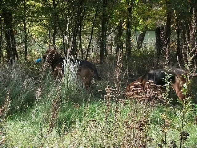 Czatująca Czata