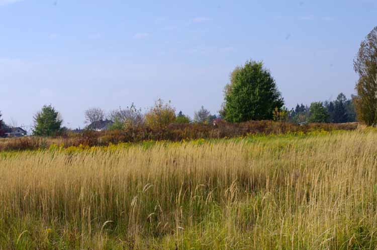 Jesień, ogary utonęły w trawach