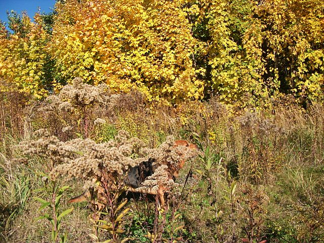 DSCF7198.JPG