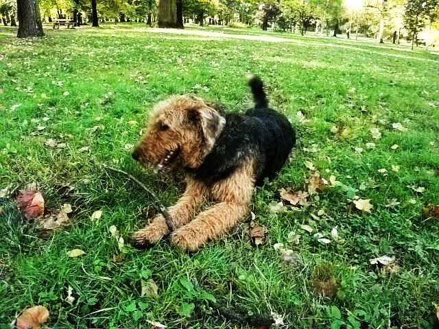 Spotykamy znajomy pysk – airedale teriera Tomiego. Patyczki u niego zawsze są na pierwszym miejscu.