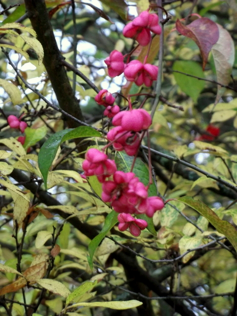 DSCF9929-002.JPG