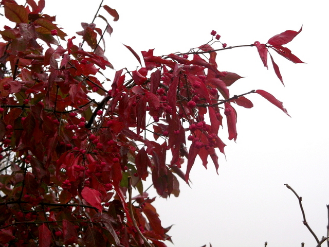 DSCF9932-002.JPG