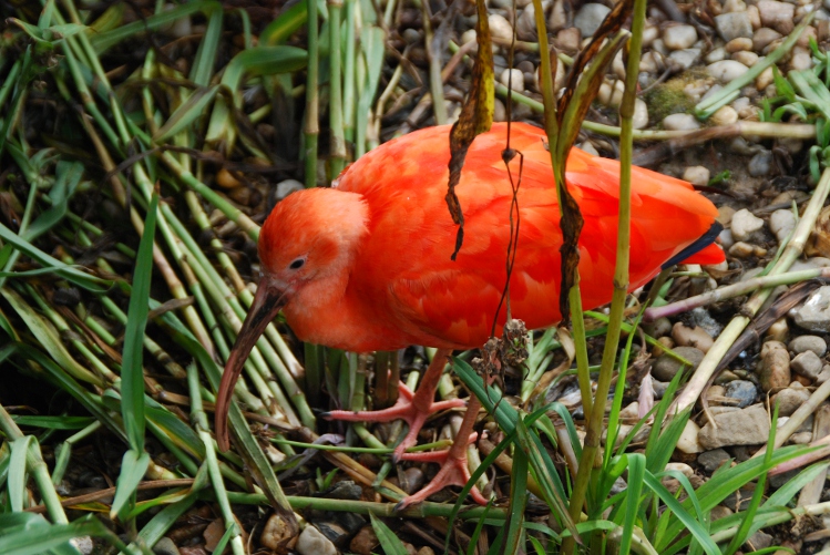 DSC_0339.JPG