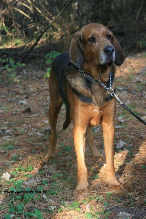 Gryfek