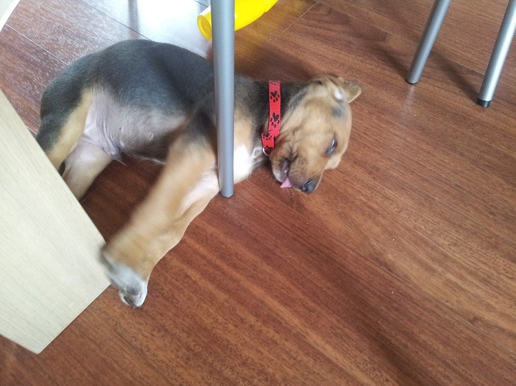 Spanko