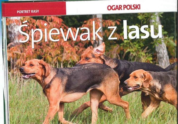 ogar 1.JPG