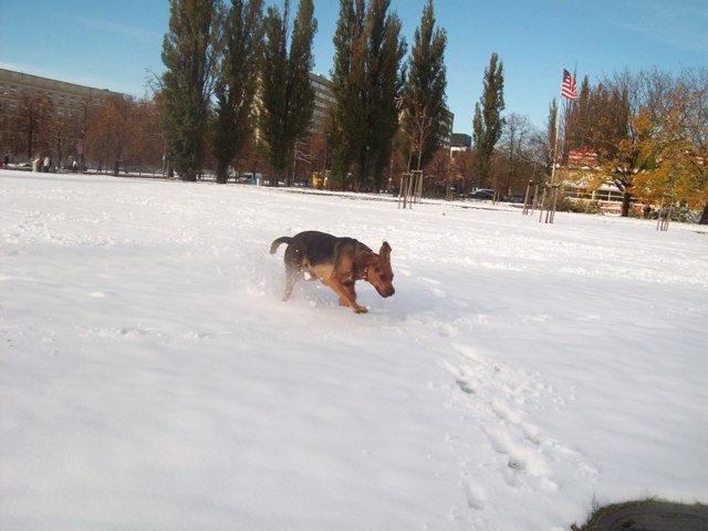 ostre hamowanie