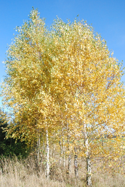 DSC_0244.JPG